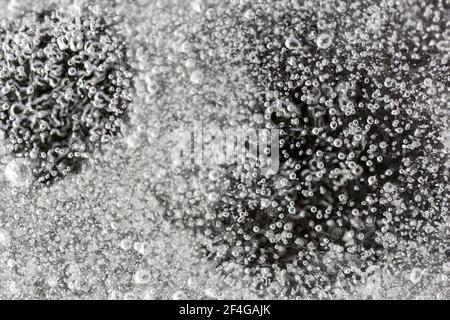 Macro shot of tiny air bubbles trapped in a sheet of ice in the garden, shot with a flash strobe light to illuminate the ice Stock Photo