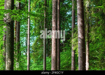 Coniferous trunks . Dense forest with large pines . Fir trees woodland . Evergreen nature Stock Photo