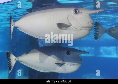 unicorn fishes closeup in an aquarium Stock Photo