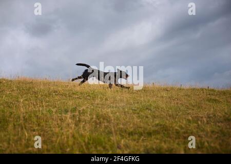 Black labrador running Stock Photo