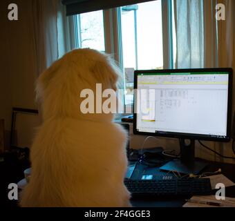 Dog working on a computer - Work From Home Conecpt Funny Stock Photo