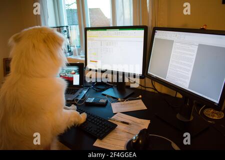 Dog working on a computer - Work From Home Conecpt Funny Stock Photo