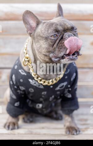 7-Years-Old Brindle Male French Bulldog Sitting on Bench and Licking Nose. Off-leash dog park in Northern California. Stock Photo