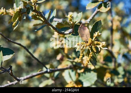 Leaves and fruit of holm oak and acorns in the foreground, on a background of green, brown and blue tones Stock Photo