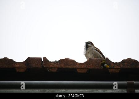 Tree sparrow singing on a roof Stock Photo