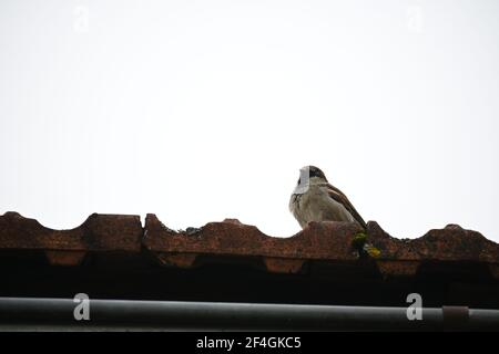 Tree sparrow singing on a roof Stock Photo