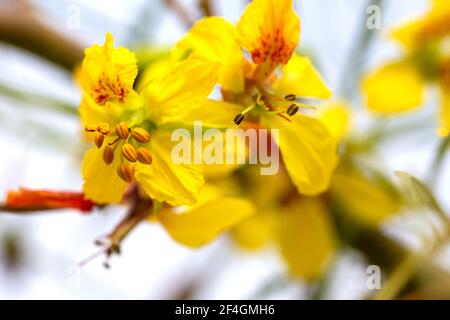 Yellow flowers of a Jerusalem thorn tree or Palo Verde (Parkinsonia aculeata) in a park in Granada Stock Photo