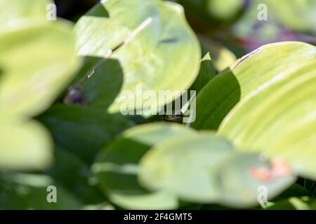 Tree frog hiding in a green plant in Canada Stock Photo