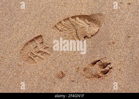 Close up of a human bootprint and a dogs pawprint side by side on the sand of a beach. Stock Photo