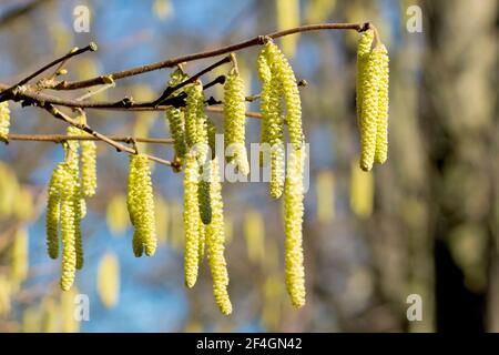 Hazel catkins (corylus avellana), also known as Cob Nut, close up showing several catkins hanging from a branch in spring sunshine. Stock Photo