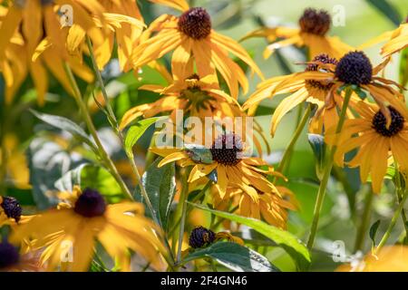 A small Gray Tree Frog hiding in plain sight on a Black-eyed Susan. It has changed color to match the green leaves. Stock Photo