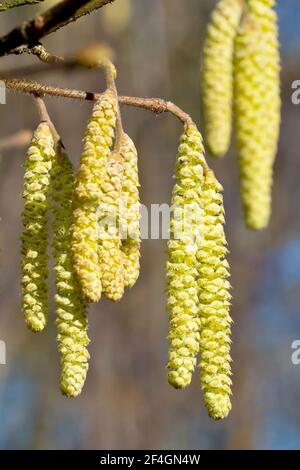 Hazel catkins (corylus avellana), also known as Cob Nut, close up showing several catkins hanging from a branch in spring sunshine. Stock Photo