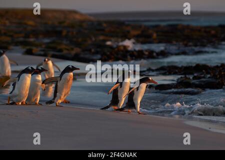 Gentoo Penguin (Pygoscelis papua) heading to sea early in the morning from a sandy beach on Bleaker Island in the Falkland Islands. Stock Photo