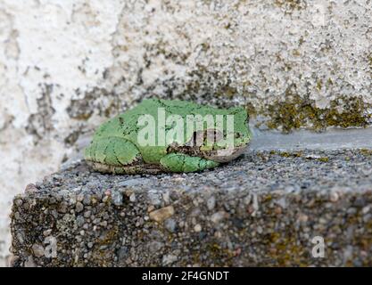 Female gray tree frog sitting on a stone window ledge in a garden Stock Photo