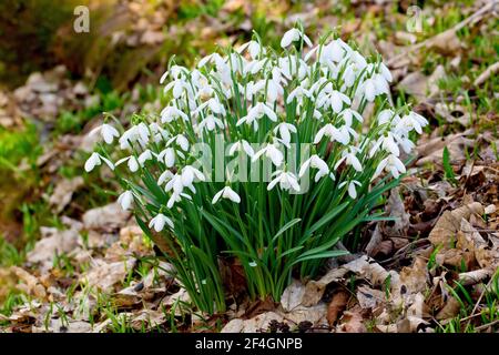 Snowdrops (galanthus nivalis), close up of a large cluster of the flowers growing in a woodland setting. Stock Photo