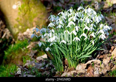 Snowdrops (galanthus nivalis), close up of a large cluster of the flowers growing in a woodland setting in spring sunshine. Stock Photo