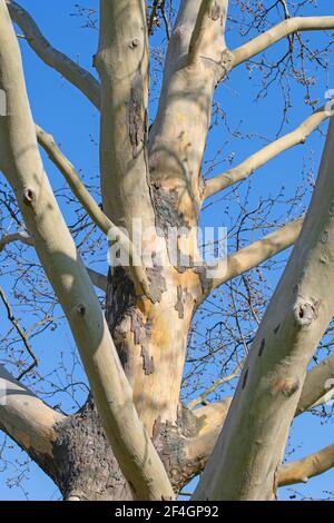 Old plane tree, Platanaceae, with distinctive bark Stock Photo