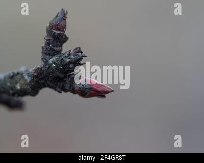macro shot of young closed buds on branch of cherry tree in early spring on beige bokeh background. Awakening nature preparing for blossoming Stock Photo