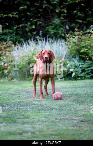 Hungarian Viszla playing with ball in residential garden, England Stock Photo