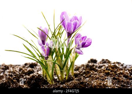 Crocus flowers on stem with leaves isolated on white background Stock Photo