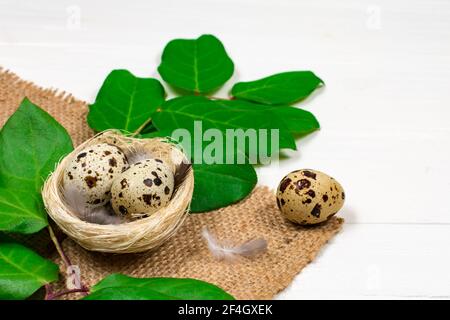 Easter quail eggs in a bird's nest green leaves on sacking. Close-up. Selective focus. Spring Easter decor. Stock Photo