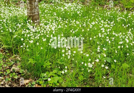 Greater stitchwort, Stellaria holostea on a woodland floor Stock Photo