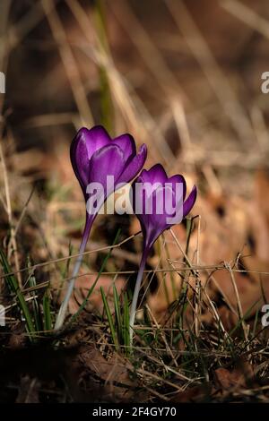 Wild purple crocus, the symbol of spring is coming. Crocuses blooming in their natural environment in the forest. Crocus heuffelianus. The stamens of Stock Photo