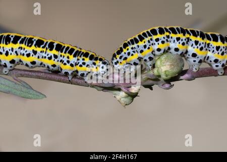 Toadflax Brocade caterpillars feeding on Purple Toadflax Stock Photo