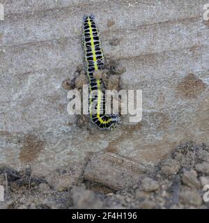 Toadflax Brocade caterpillar building pupae collecting pupae material Stock Photo