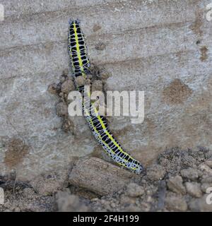 Toadflax Brocade caterpillar building pupae collecting pupae material Stock Photo