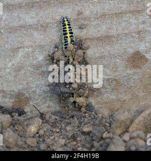 Toadflax Brocade caterpillar building pupae collecting pupae material Stock Photo