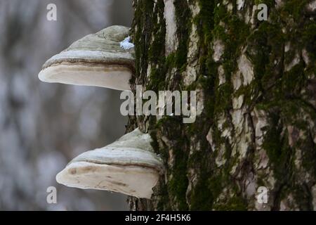 Chaga mushroom on a large tree trunk. The texture of the tree bark. Stock Photo
