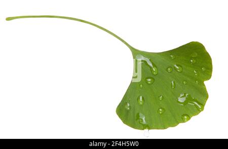 Ginkgo biloba leaf isolated on white background. Stock Photo