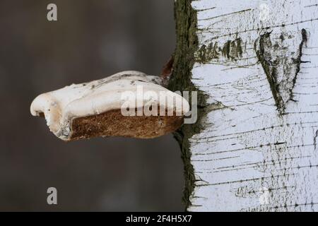 The chaga mushroom is large on the trunk of the tree. The texture of the birch trunk. Close-up. Stock Photo