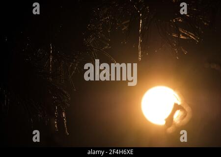 Brunswick, Germany. 14th Feb, 2021. Icicles hang from the branches of a pine tree in the backlight of the morning sun at an icy minus 16 degrees Celsius. Credit: Stefan Jaitner/dpa/Ģ����ý Live News Stock Photo