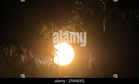 Brunswick, Germany. 14th Feb, 2021. Icicles hang from the branches of a pine tree in the backlight of the morning sun at an icy minus 16 degrees Celsius. Credit: Stefan Jaitner/dpa/Ģ����ý Live News Stock Photo