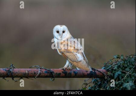 Barn Owl Tyto alba perched on an old fence pole and looking around. Stock Photo
