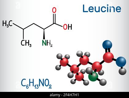 Leucine ( L- leucine, Leu, L) molecule. It is essential amino acid. Structural chemical formula and molecule model Stock Vector