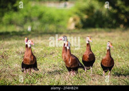 black-bellied whistling ducks on the grass Stock Photo