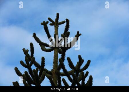 Top growth of Araucaria araucana or monkey puzzle tree seen against the sky. Stock Photo