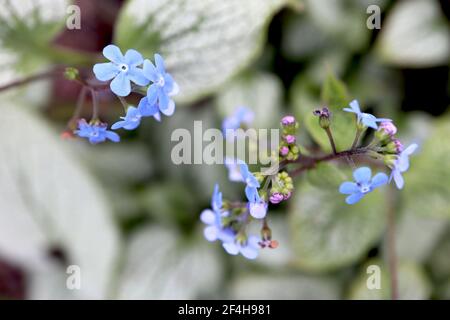 Brunnera macrophylla ‘Jack Frost’ Great Forget-me-not Jack Frost – sprays of vivid blue flowers and green gold heart-shaped leaves, March, England, UK Stock Photo