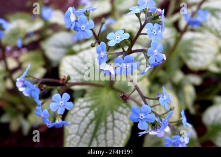 Brunnera macrophylla ‘Jack Frost’ Great Forget-me-not Jack Frost – sprays of vivid blue flowers and green gold heart-shaped leaves, March, England, UK Stock Photo