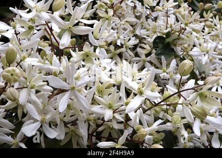 Clematis armandii ‘Snowdrift’ Armand clematis – climbing plant with clusters of large scented white star-shaped flowers,  March, England, UK Stock Photo