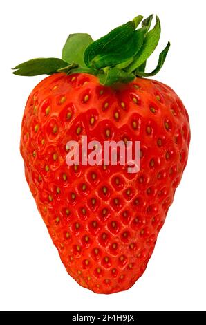 Isolated Fresh Organic Whole Strawberry On A White Background Stock Photo