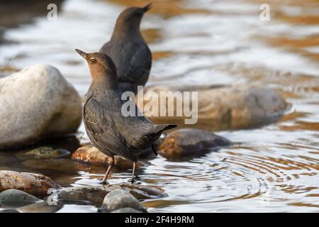 American dippers performing mating rituals in the Yaak River. Yaak Valley, northwest Montana. (Photo by Randy Beacham) Stock Photo