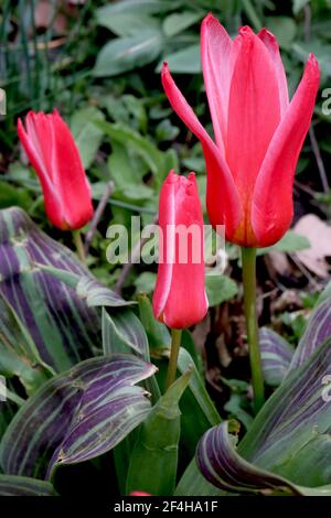 Tulipa ‘Hearts Delight’ Kaufmanniana 12 Hearts Delight tulip – carmine red tulips, narrow white margins, variegated leaves,  March, England, UK Stock Photo