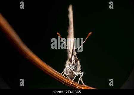 Red match stick like antennas pointed up by a short tailed line butterfly Stock Photo