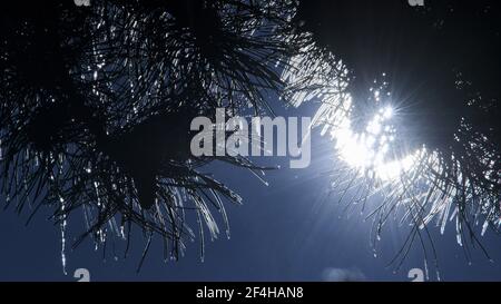 Brunswick, Germany. 14th Feb, 2021. Icicles hang from the branches of a pine tree in the backlight of the morning sun at an icy minus 16 degrees Celsius. Credit: Stefan Jaitner/dpa/Ģ����ý Live News Stock Photo