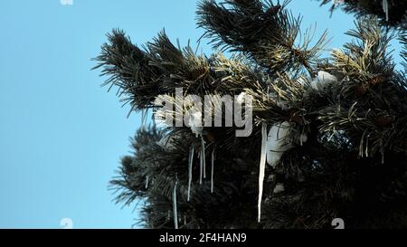 Brunswick, Germany. 14th Feb, 2021. Icicles hang from the branches of a pine tree. At icy minus 16 degrees Celsius the sun shines in the morning. Credit: Stefan Jaitner/dpa/Ģ����ý Live News Stock Photo