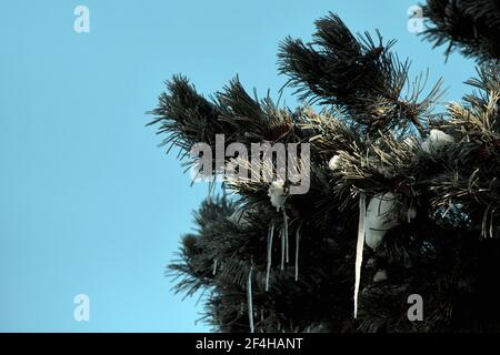 Brunswick, Germany. 14th Feb, 2021. Icicles hang from the branches of a pine tree. At icy minus 16 degrees Celsius the sun shines in the morning. Credit: Stefan Jaitner/dpa/Ģ����ý Live News Stock Photo